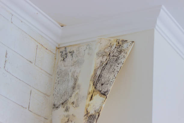 Why You Should Choose Our Mold Remediation Services in White Hall, IL